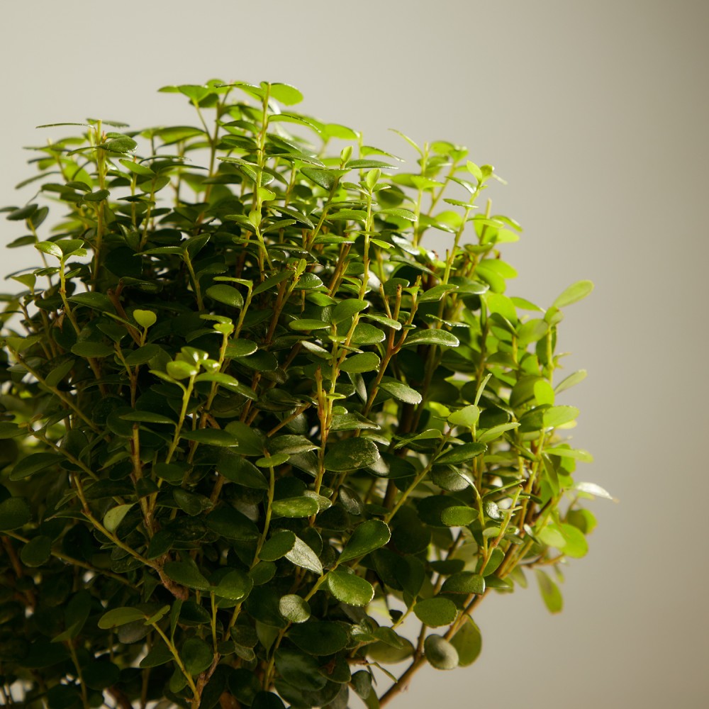 Мирсина Африканская