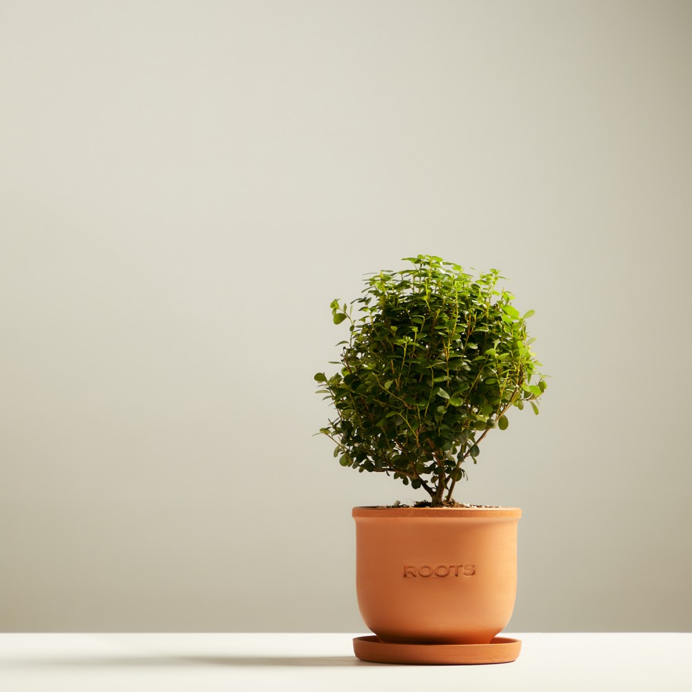 Мирсина Африканская