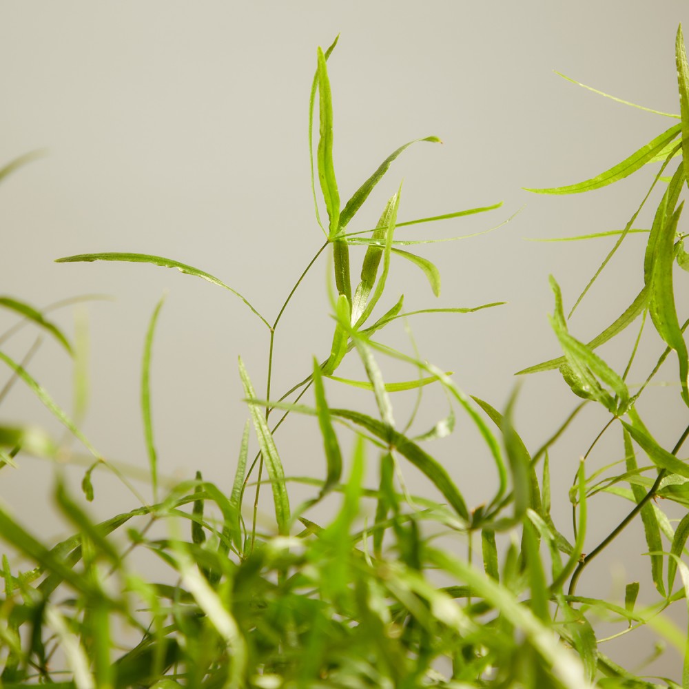 Аспарагус Фалькатус