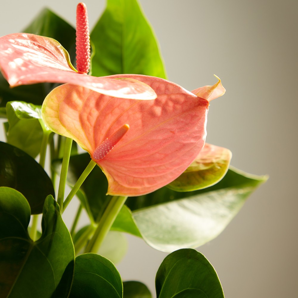 Антуриум Колорадо