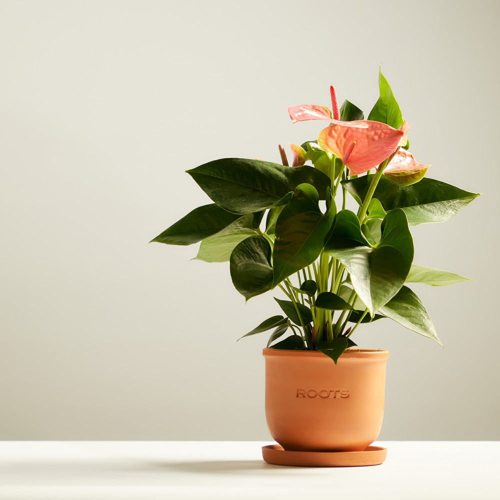 Антуриум Колорадо