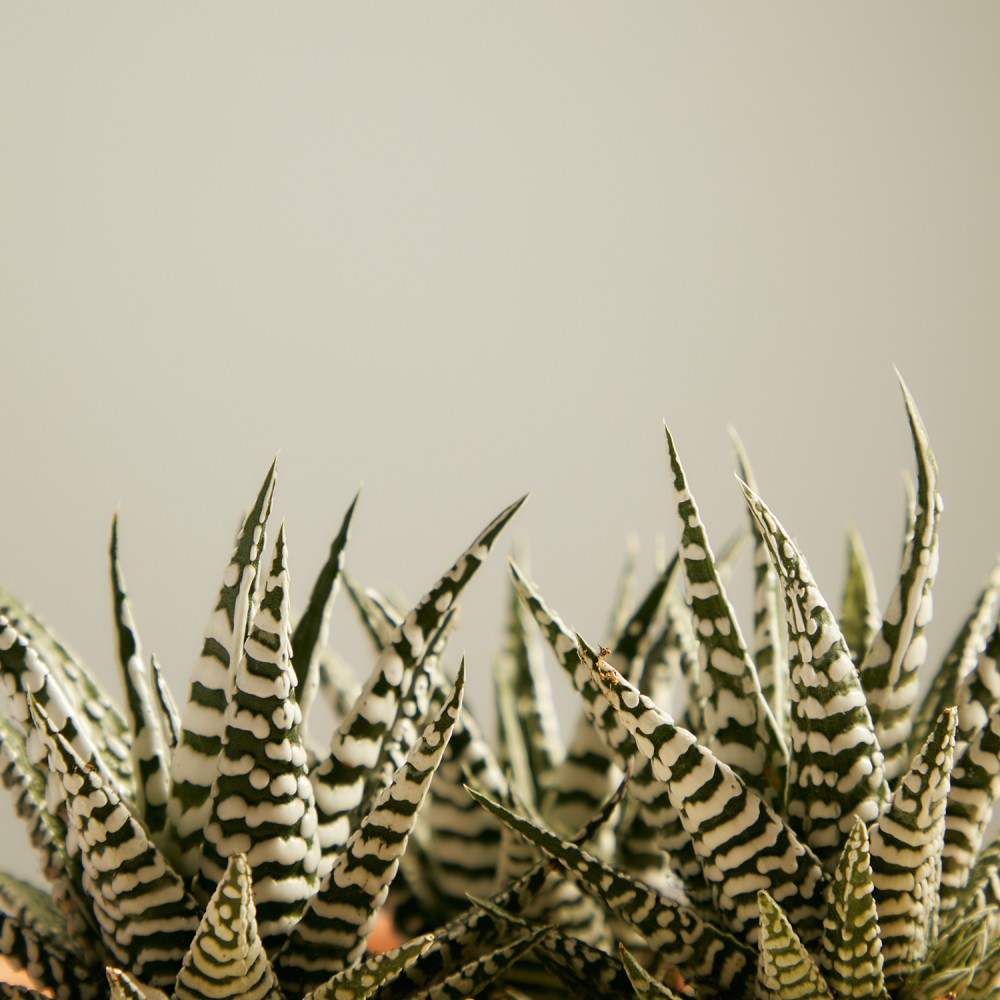 Хавортия Альба