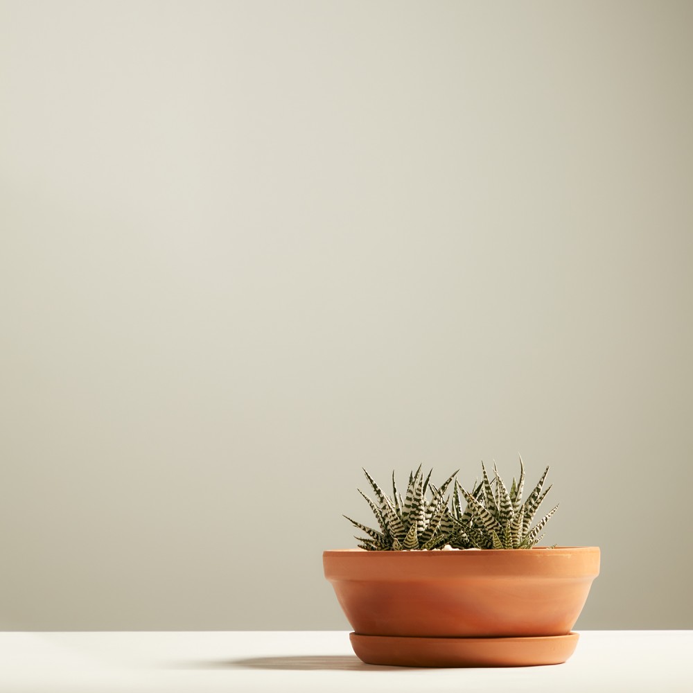 Хавортия Альба