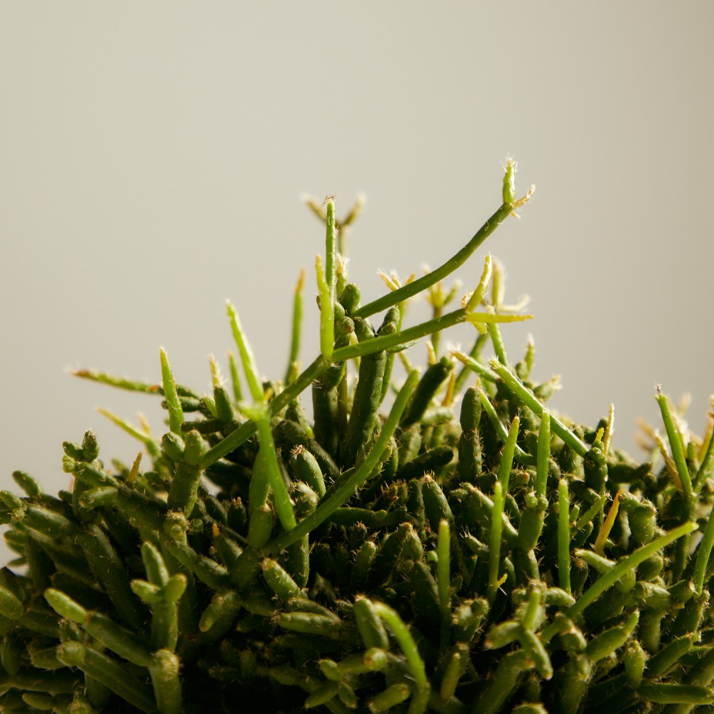 Рипсалис Бурчелли Рипсалис Бурчелли