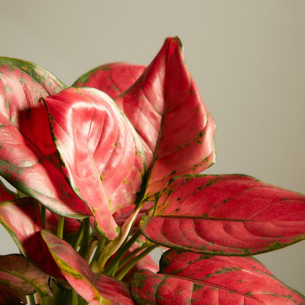 Аглаонема Сан Стар Аглаонема Сан Стар