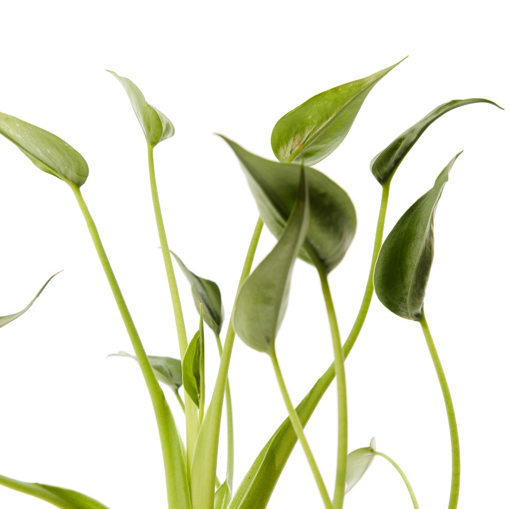 Алоказия Тини Дансер Алоказия Тини Дансер