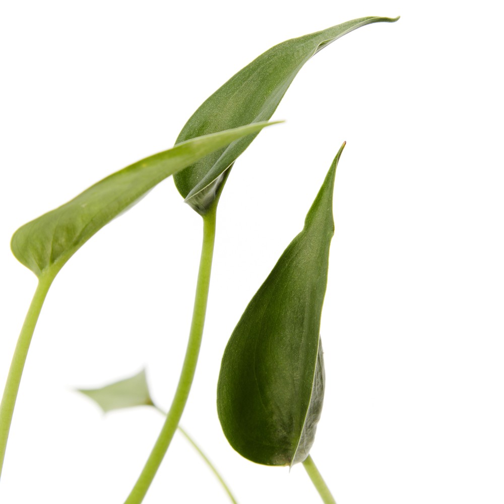 Алоказия Тини Дансер Алоказия Тини Дансер