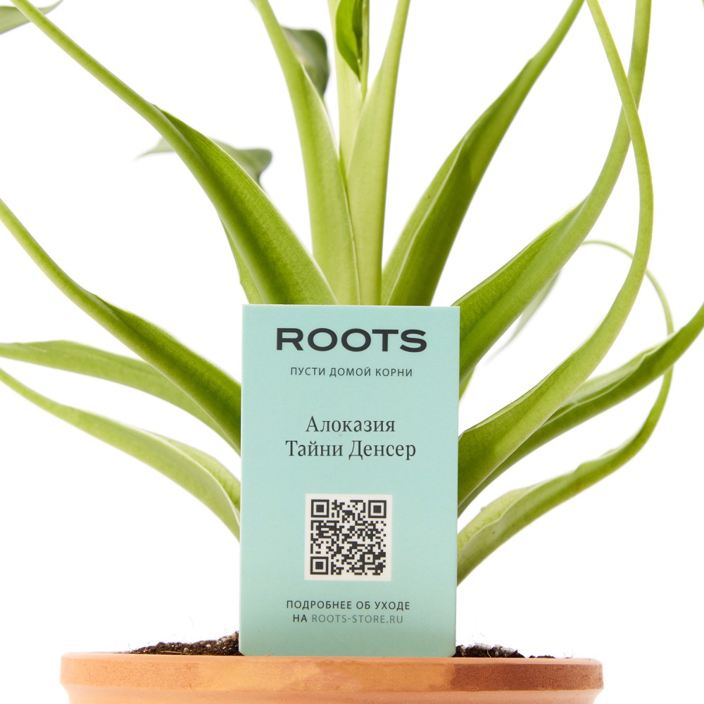 Алоказия Тини Дансер Алоказия Тини Дансер