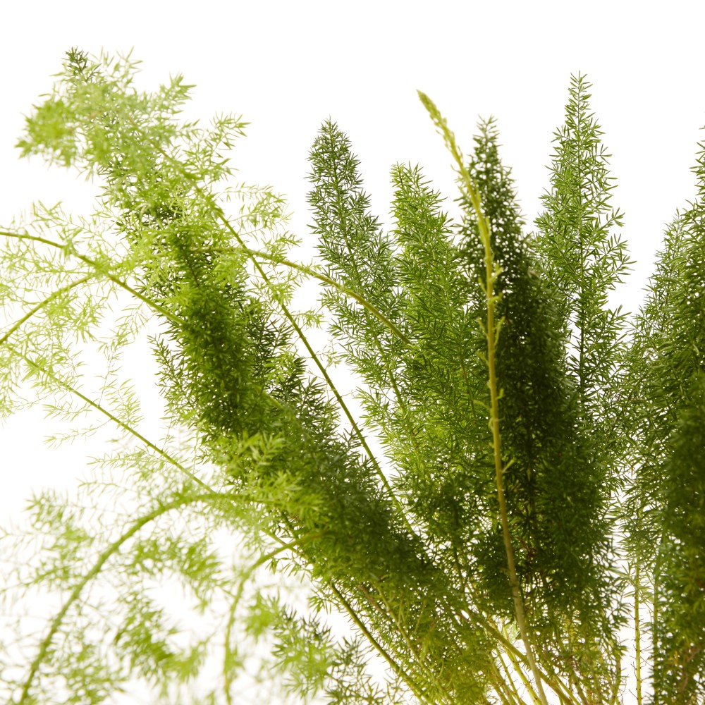 Аспарагус Мейера 