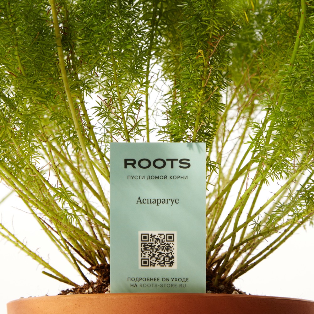 Аспарагус Мейера 