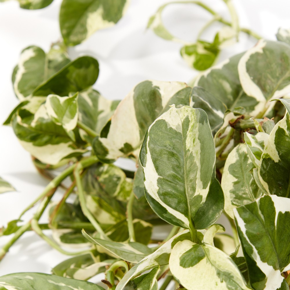 Эпипремнум Энджой