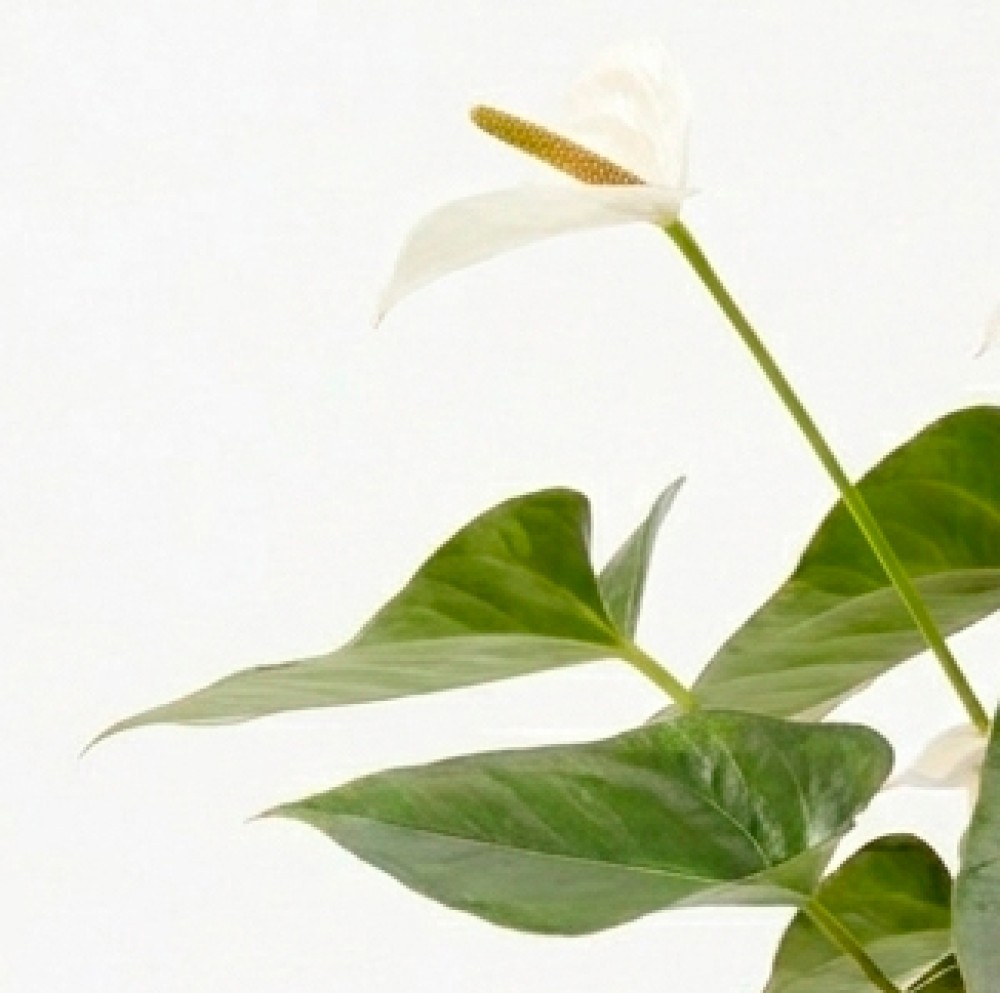 Антуриум Бандерола Белый
