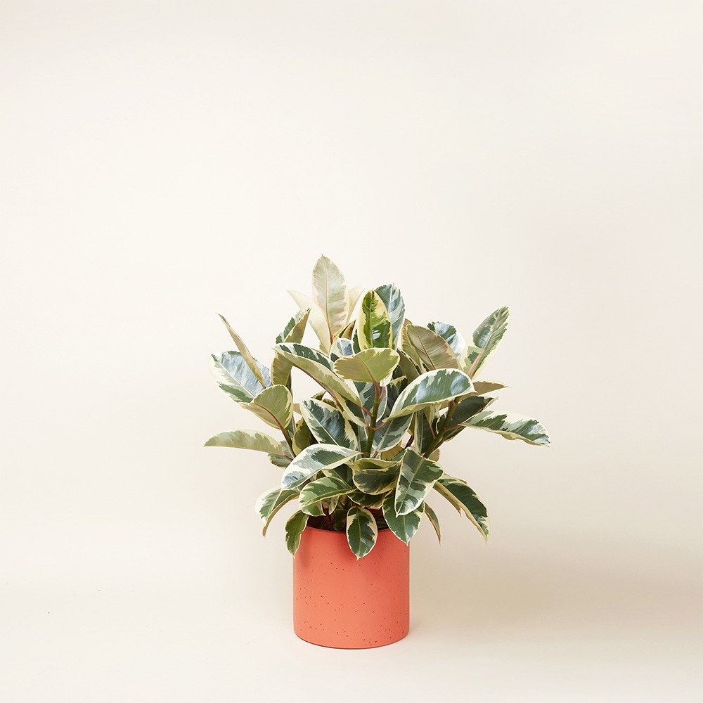 Фикус Эластика Тинеке 12