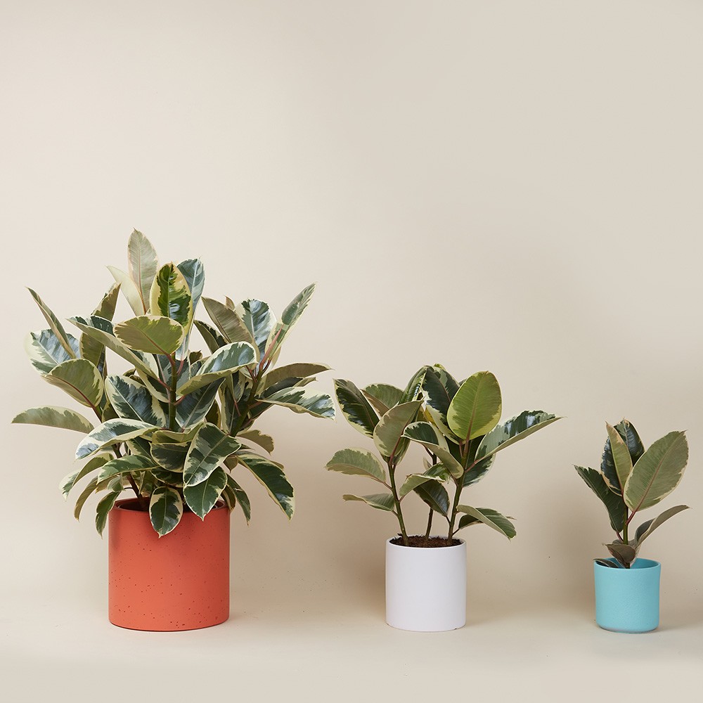 Фикус Эластика Тинеке 12