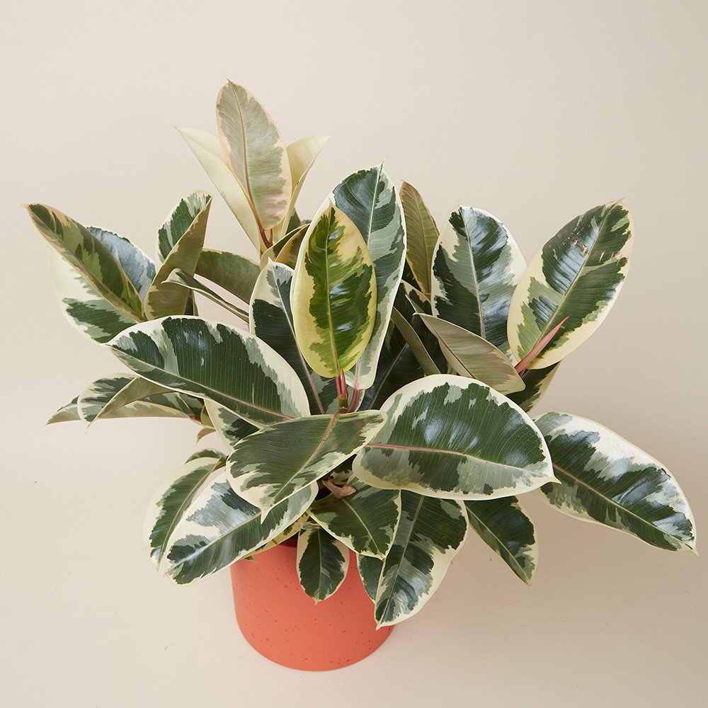 Фикус Эластика Тинеке 12