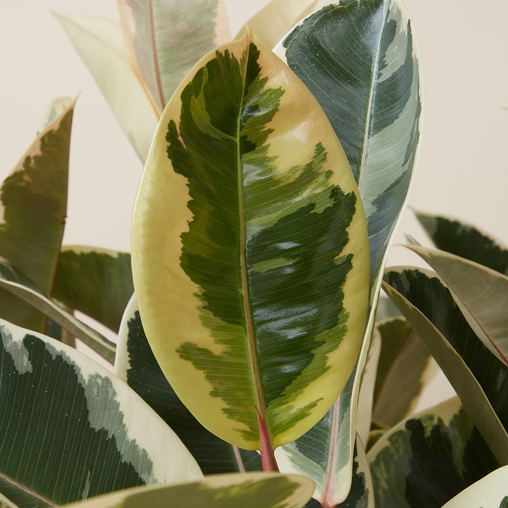 Фикус Эластика Тинеке 12