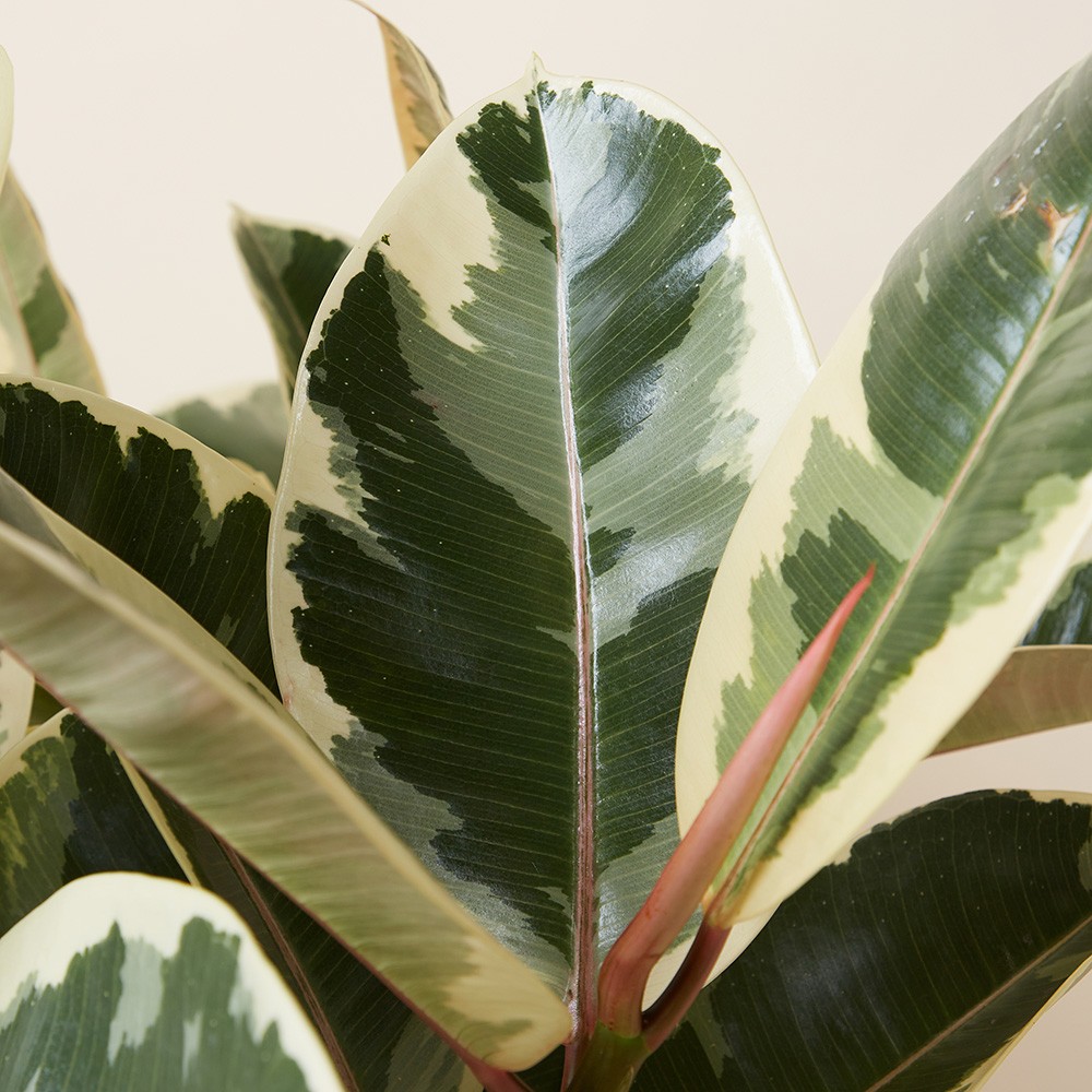 Фикус Эластика Тинеке 12