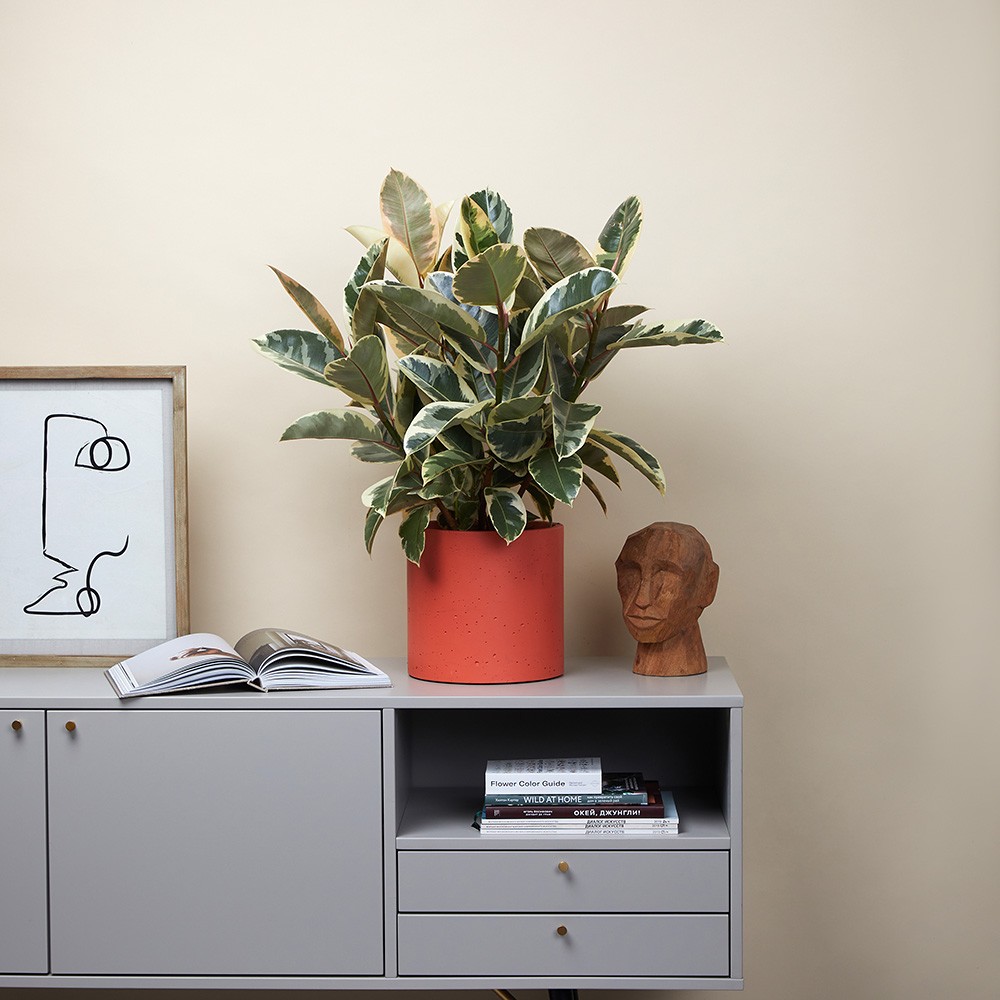 Фикус Эластика Тинеке 12