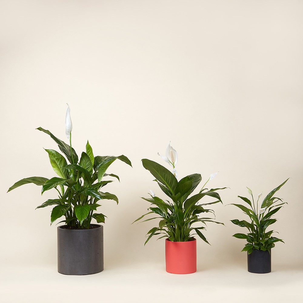 Спатифиллум Свит Чико