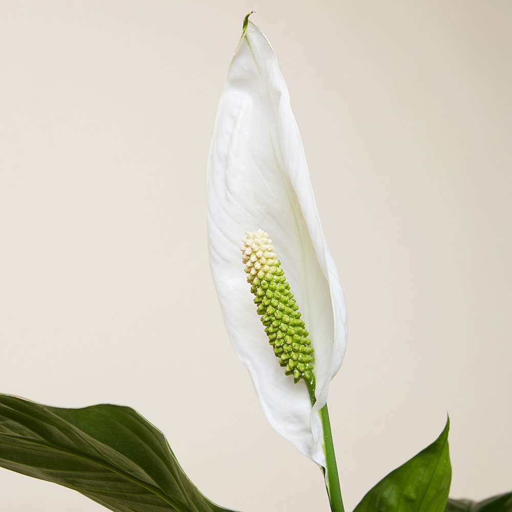 Спатифиллум Свит Чико