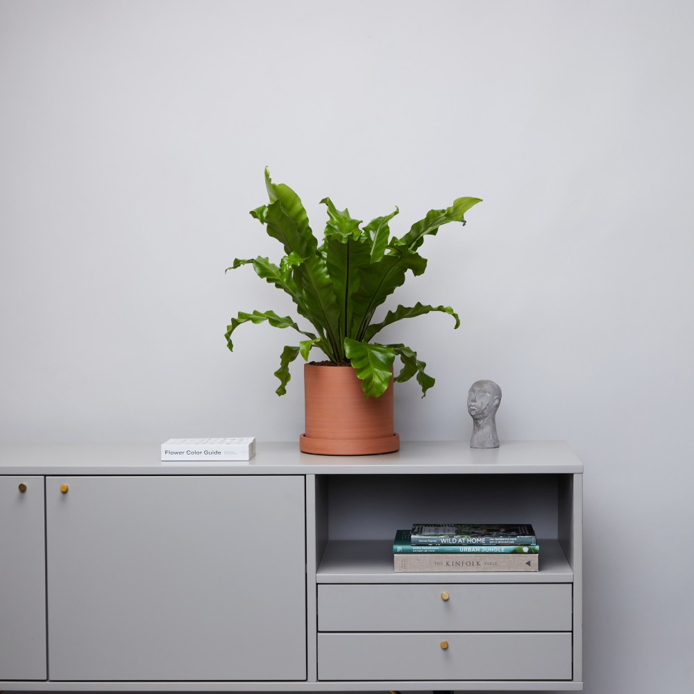 Горшок d18 Terracotta