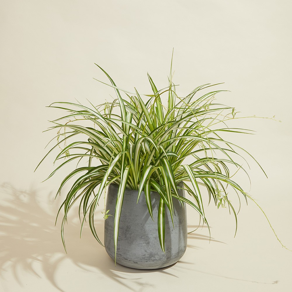 Хлорофитум Виттатум