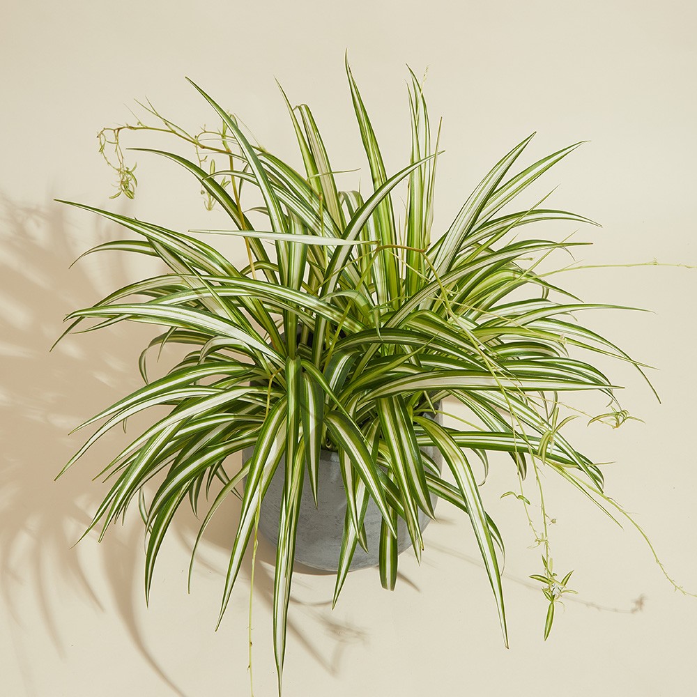 Хлорофитум Виттатум