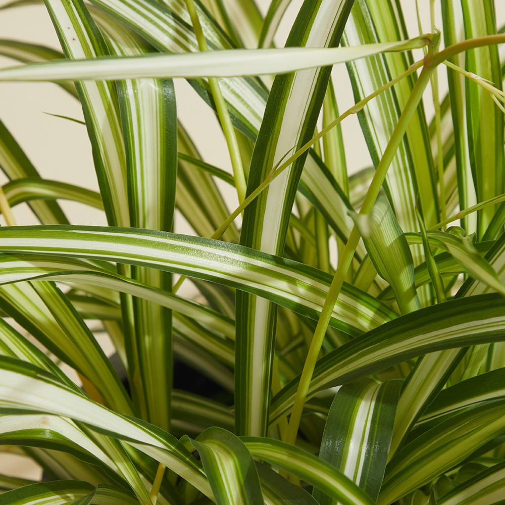 Хлорофитум Виттатум