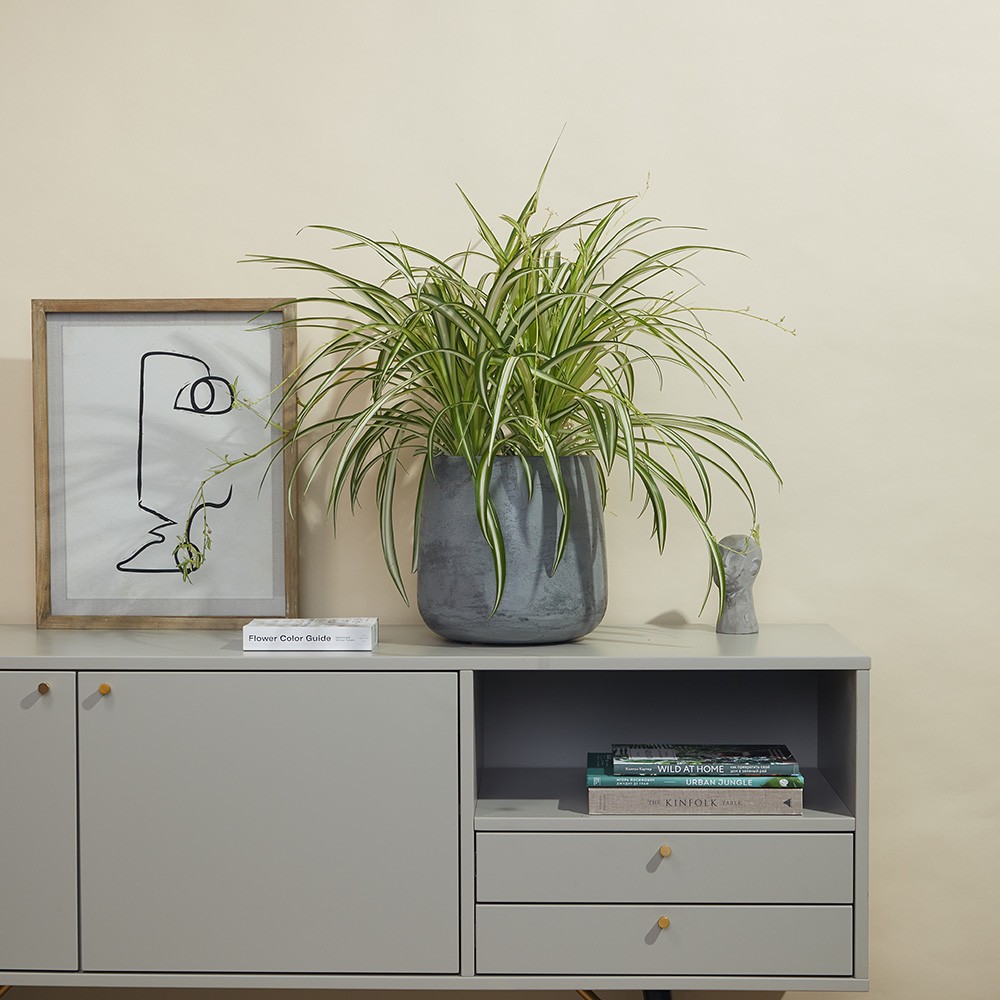 Хлорофитум Виттатум