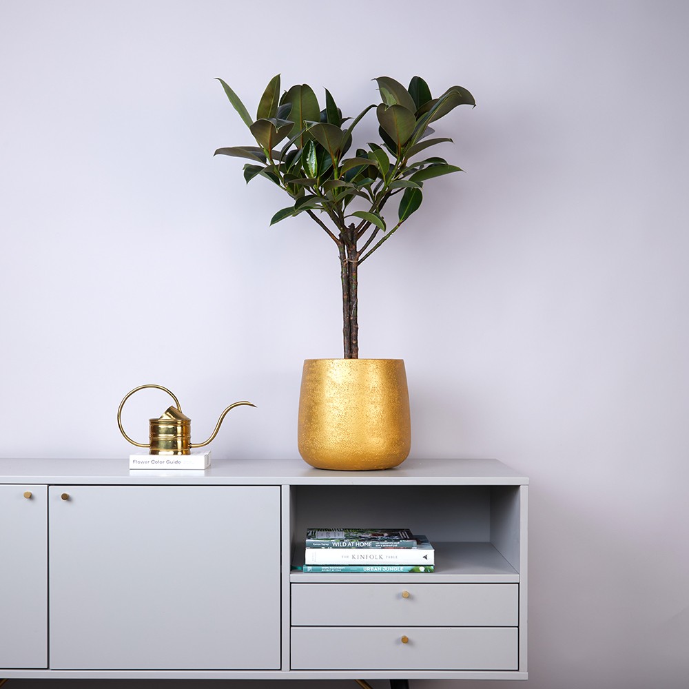 Кашпо d24 Gold с пересадкой Кашпо d24 Gold с пересадкой