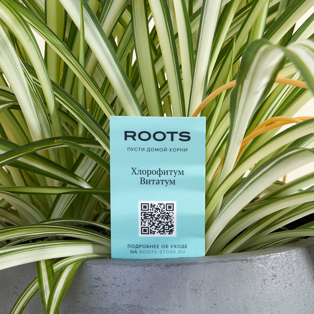 Хлорофитум Виттатум