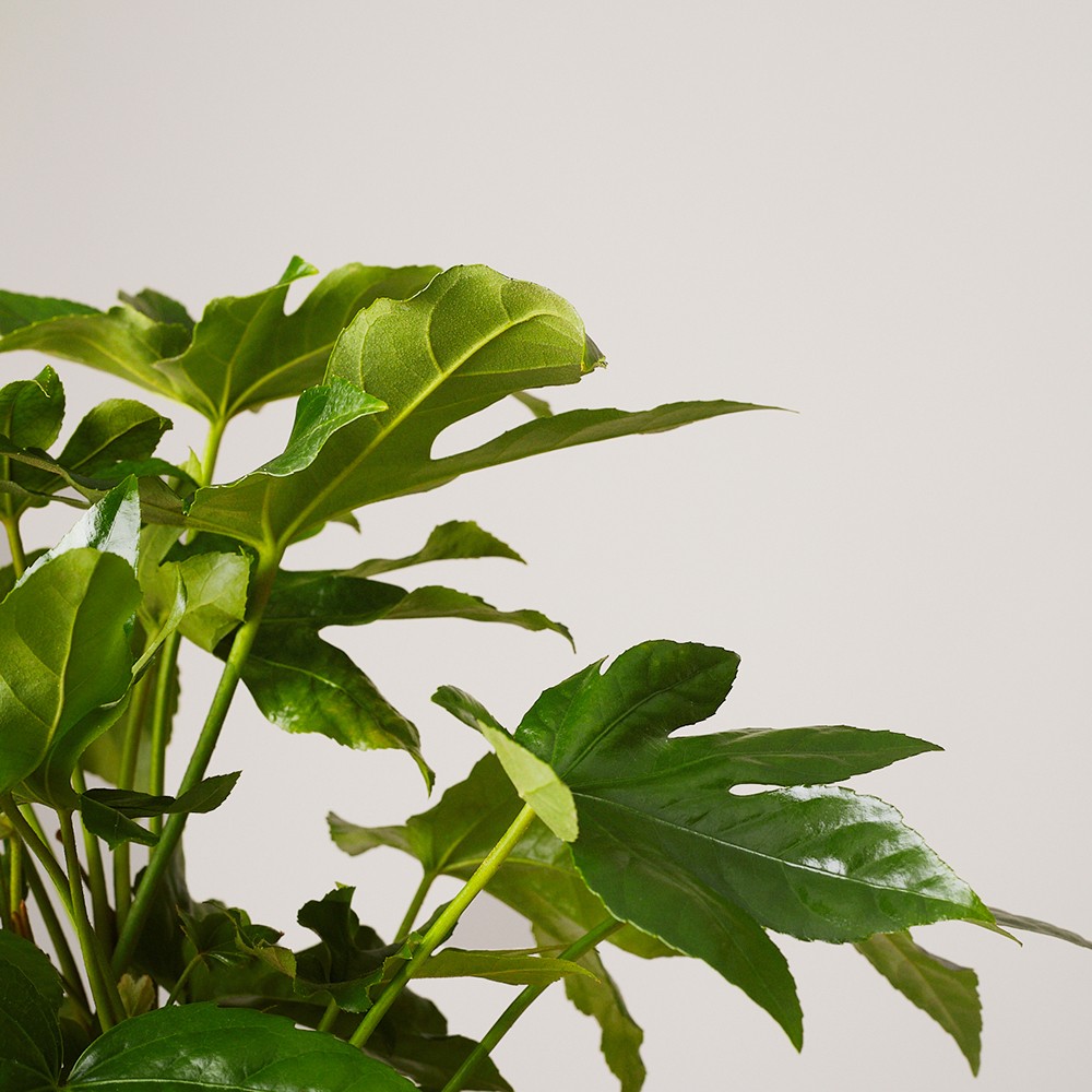 Фатсия японская