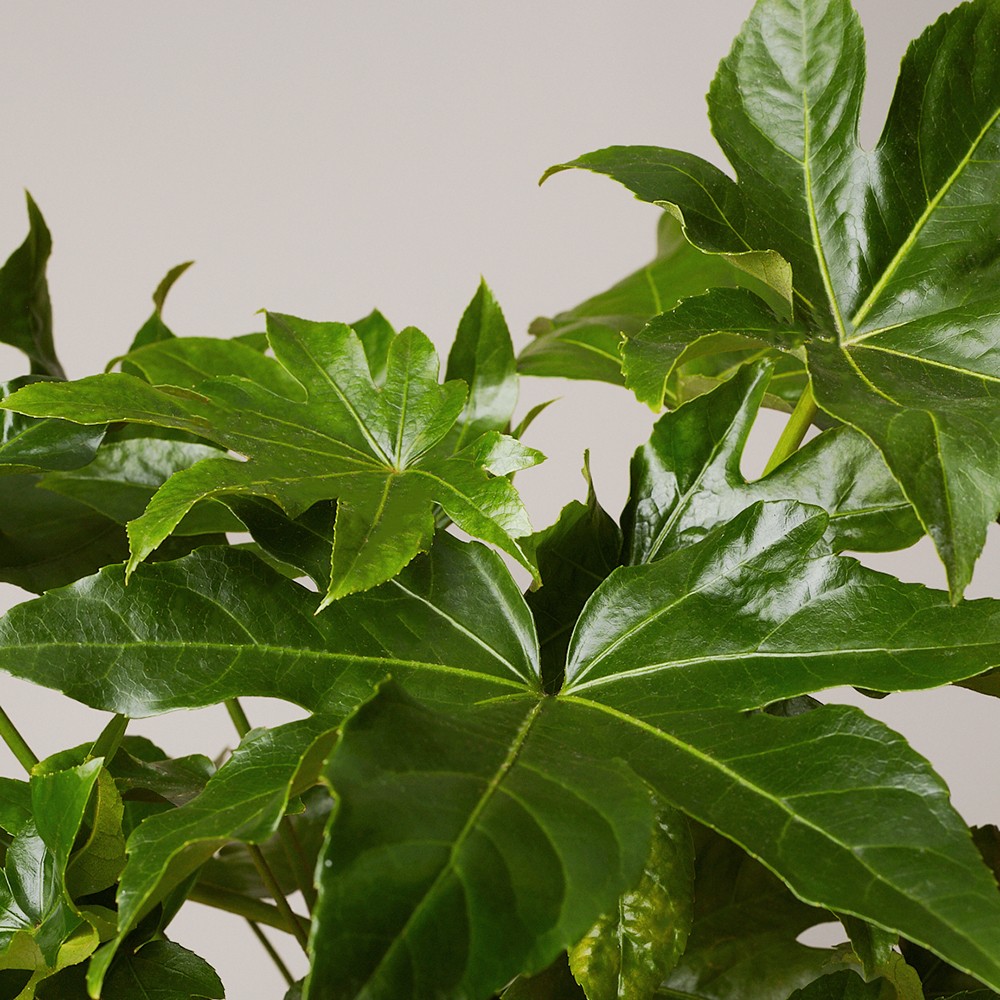 Фатсия японская