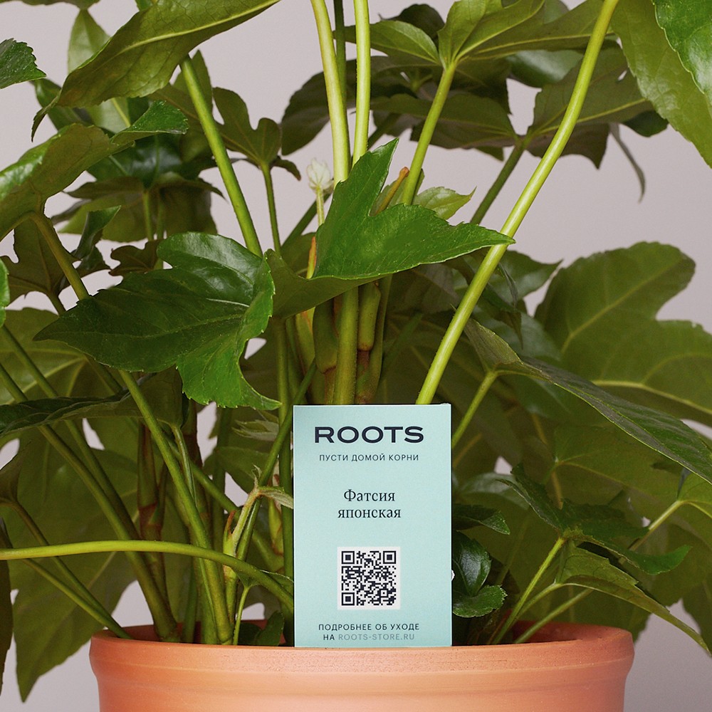Фатсия японская
