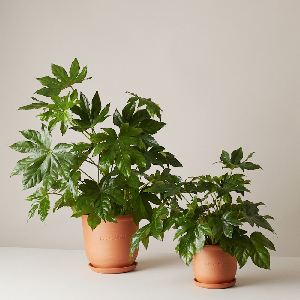 Фатсия японская