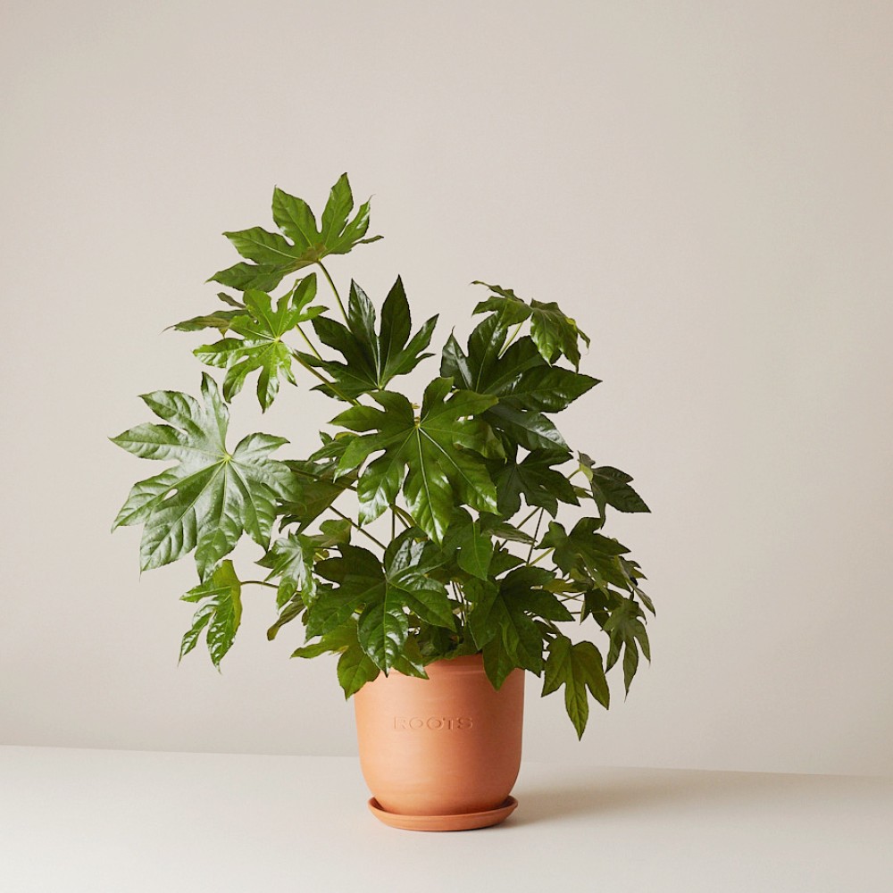 Фатсия японская