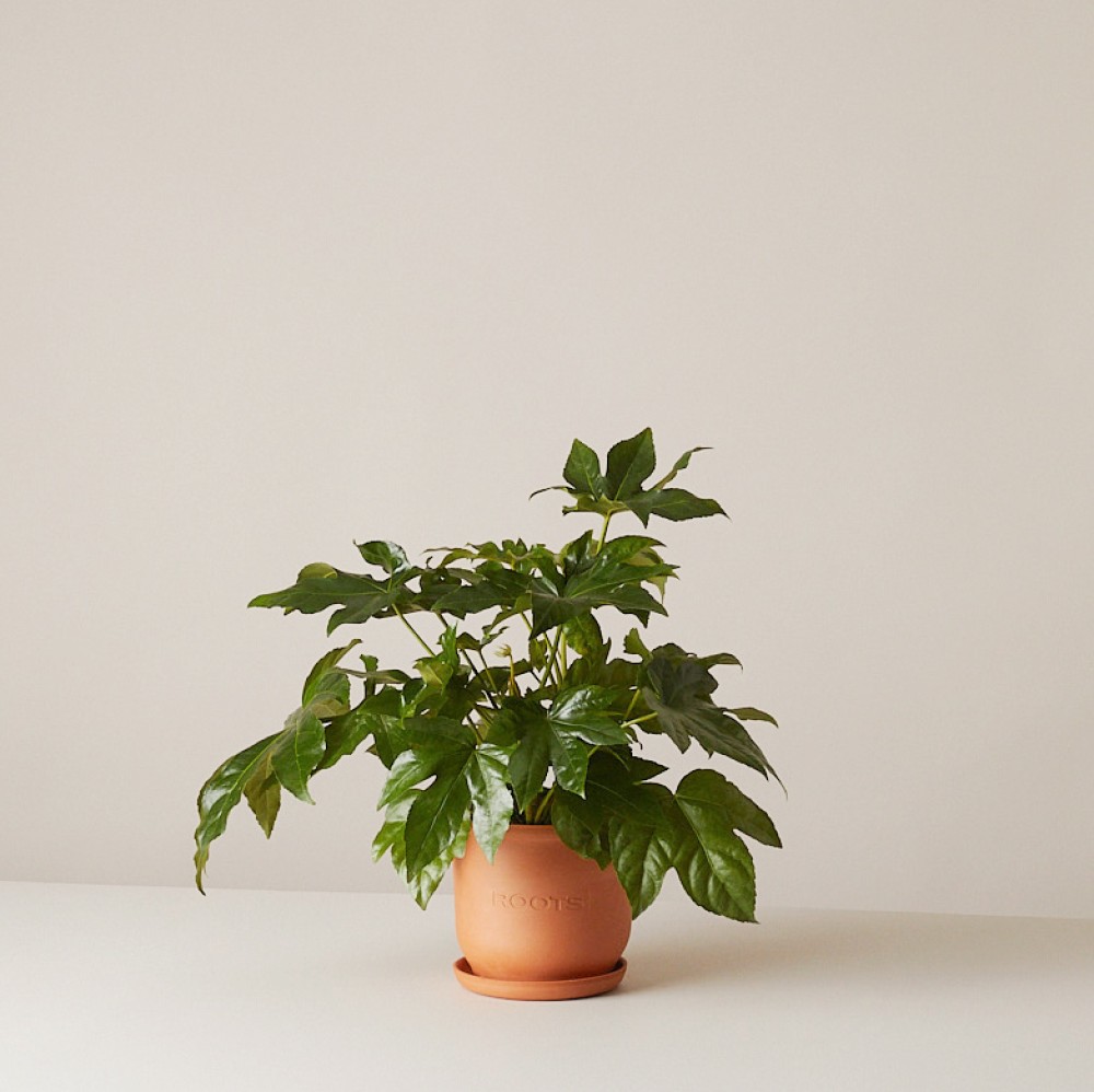 Фатсия японская Фатсия японская