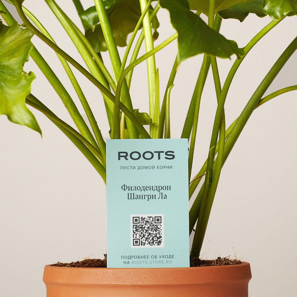 Филодендрон Шангри Ла Филодендрон Шангри Ла