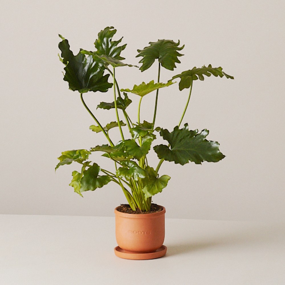 Филодендрон Шангри Ла Филодендрон Шангри Ла