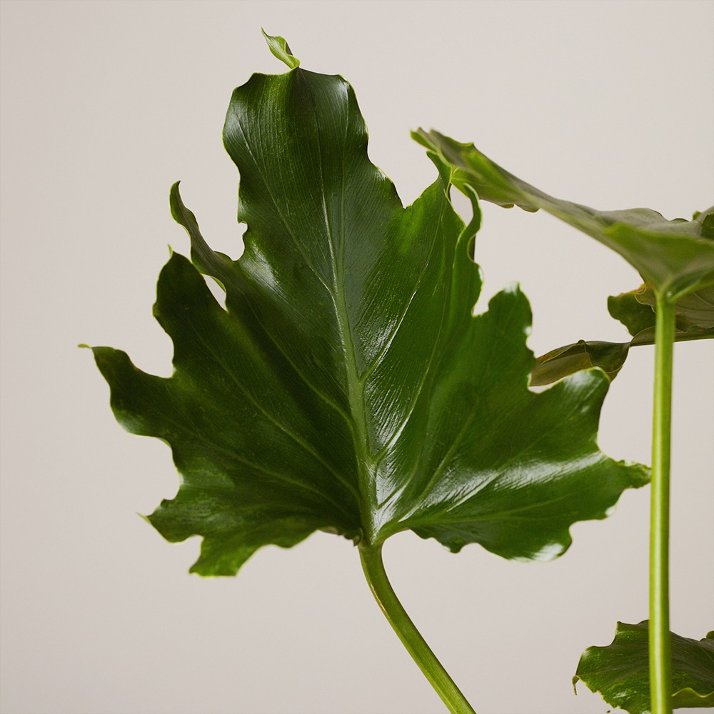 Филодендрон Шангри Ла Филодендрон Шангри Ла