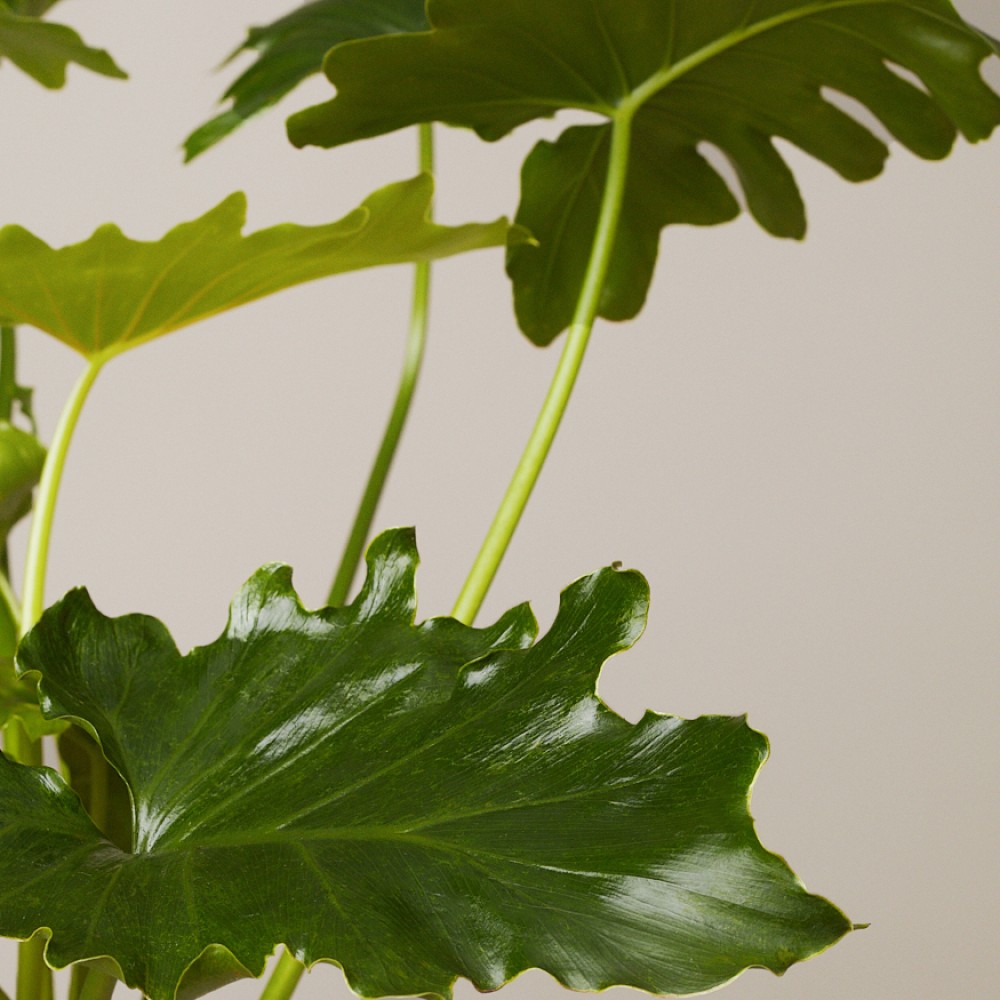 Филодендрон Шангри Ла Филодендрон Шангри Ла