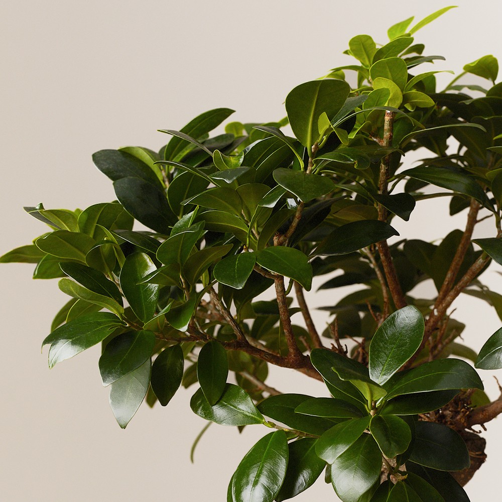 Фикус Микрокарпа Гинсенг Фикус Микрокарпа Гинсенг