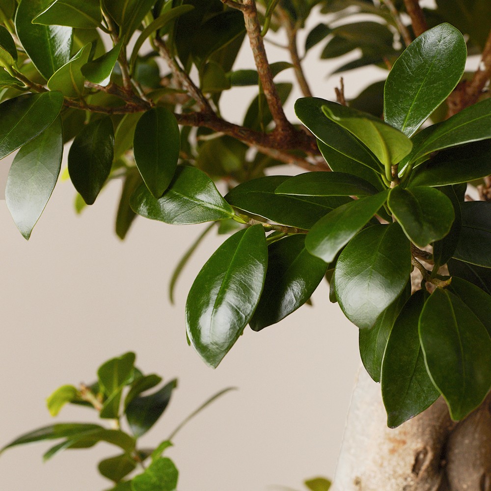 Фикус Микрокарпа Гинсенг Фикус Микрокарпа Гинсенг