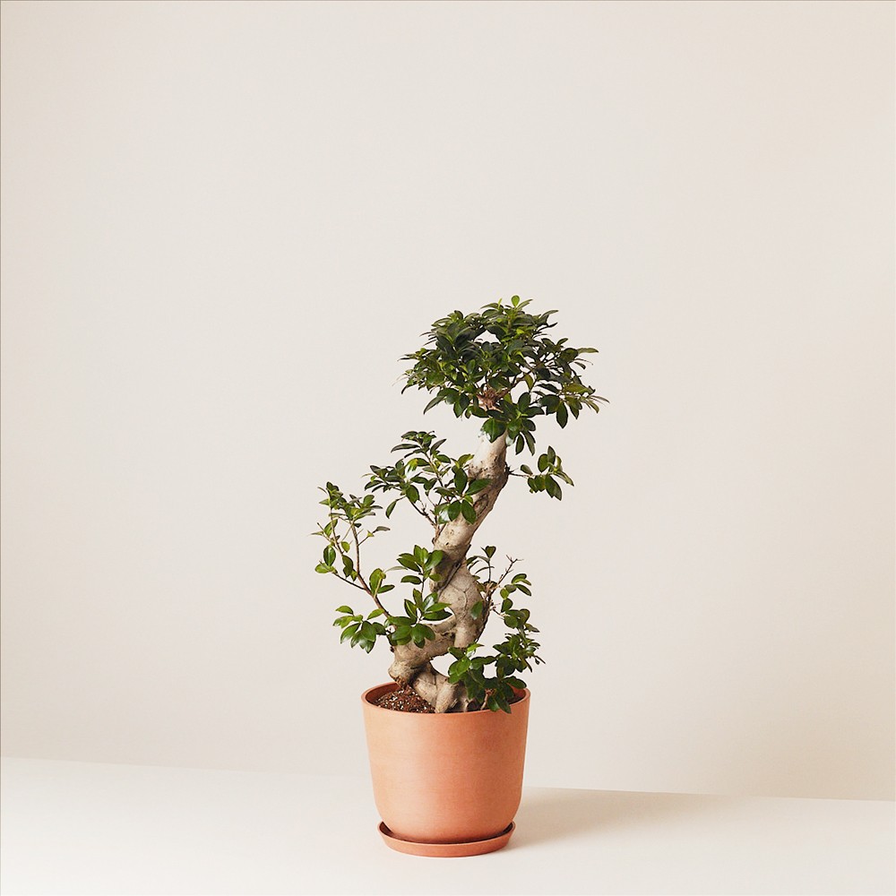 Фикус Микрокарпа Гинсенг Фикус Микрокарпа Гинсенг