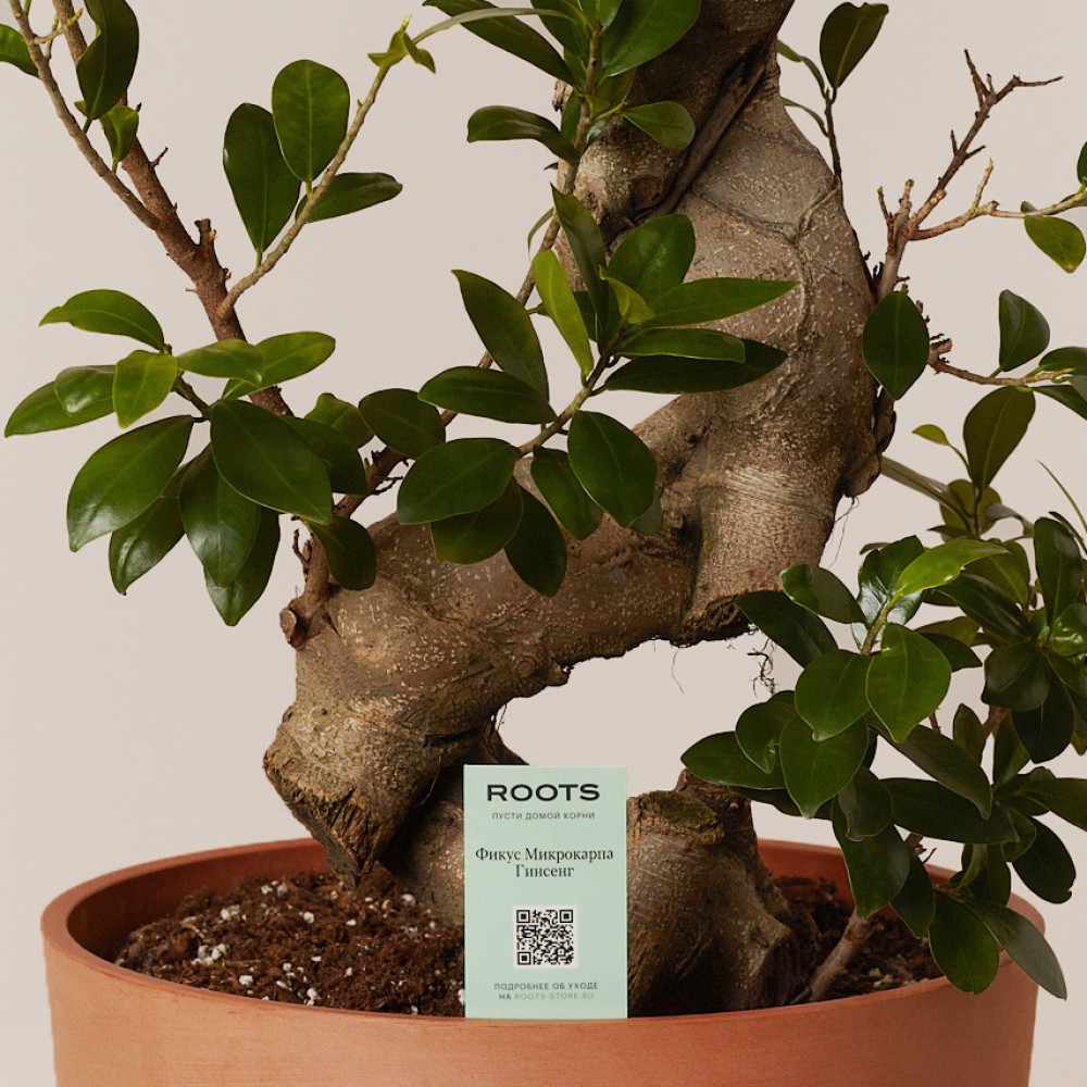 Фикус Микрокарпа Гинсенг Фикус Микрокарпа Гинсенг