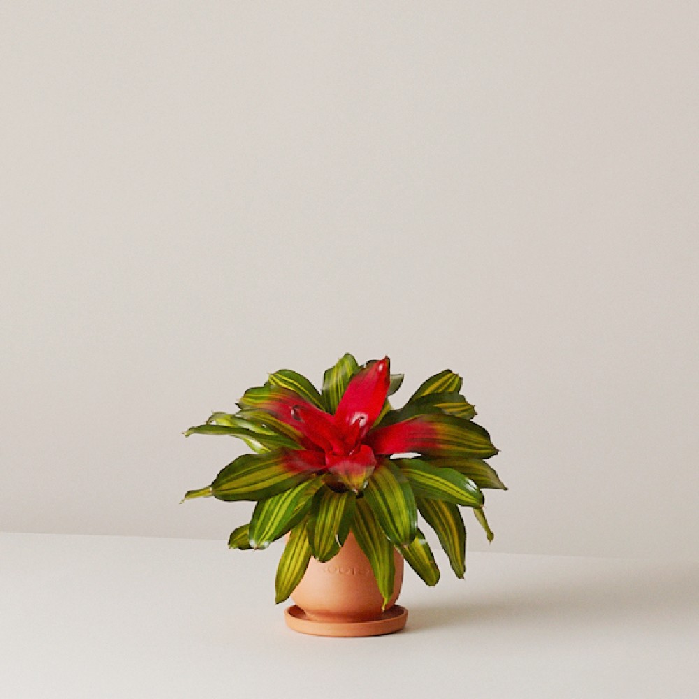 Неорегелия Неорегелия