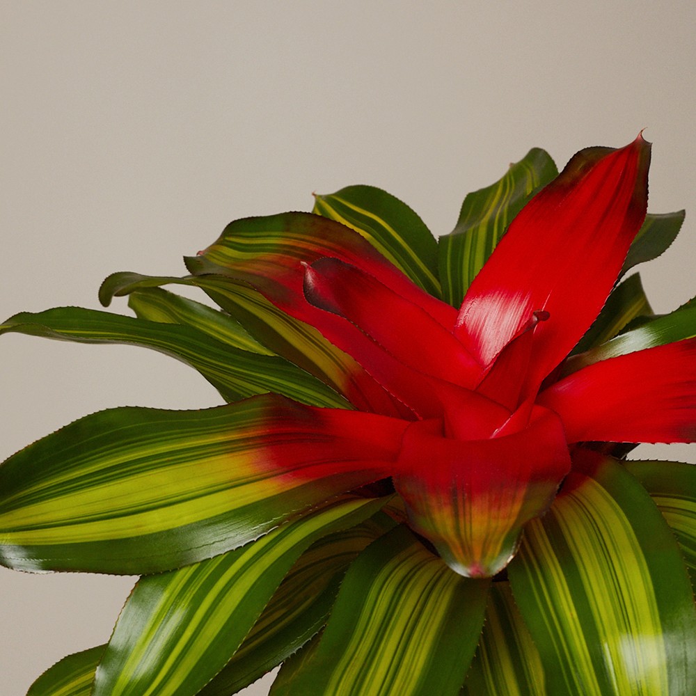 Неорегелия Неорегелия