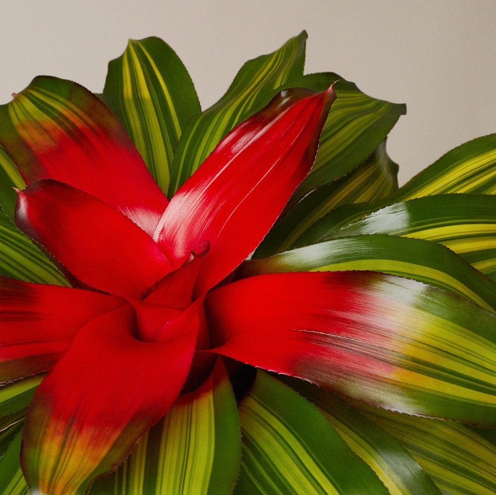 Неорегелия Неорегелия