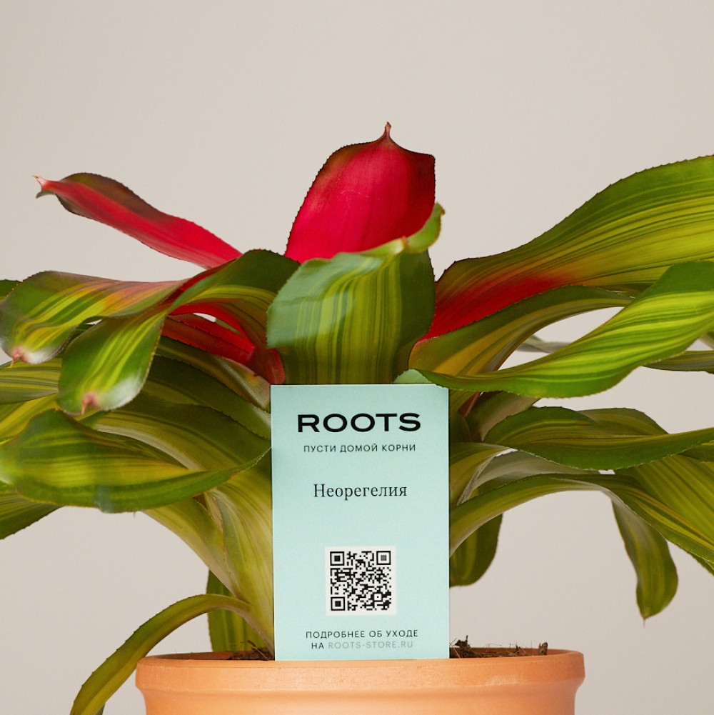 Неорегелия Неорегелия