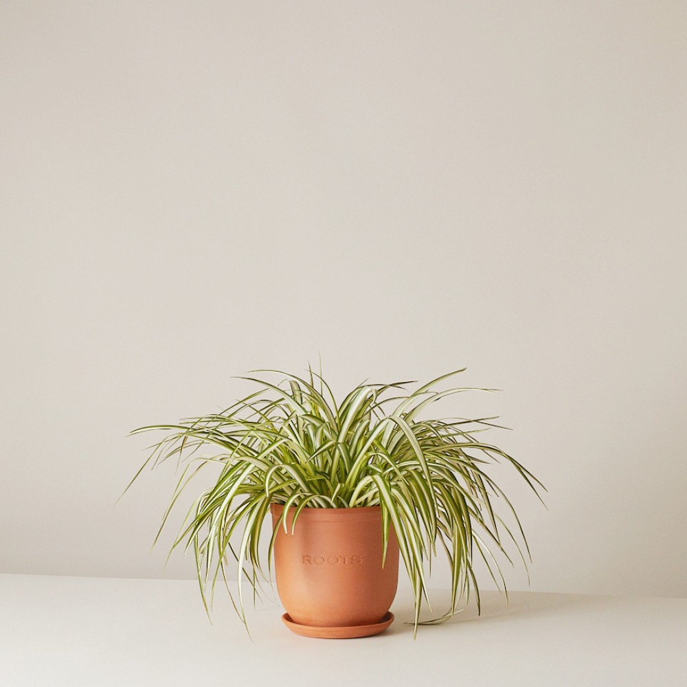 Хлорофитум Виттатум Хлорофитум Виттатум